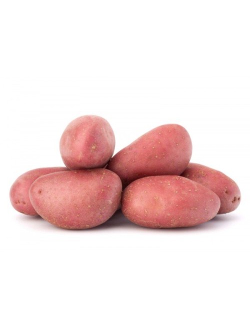 Pomme de terre Rouge