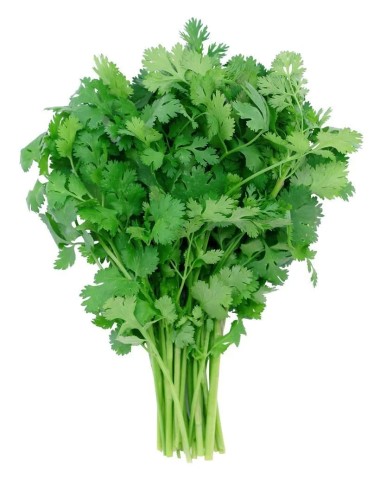 Coriandre